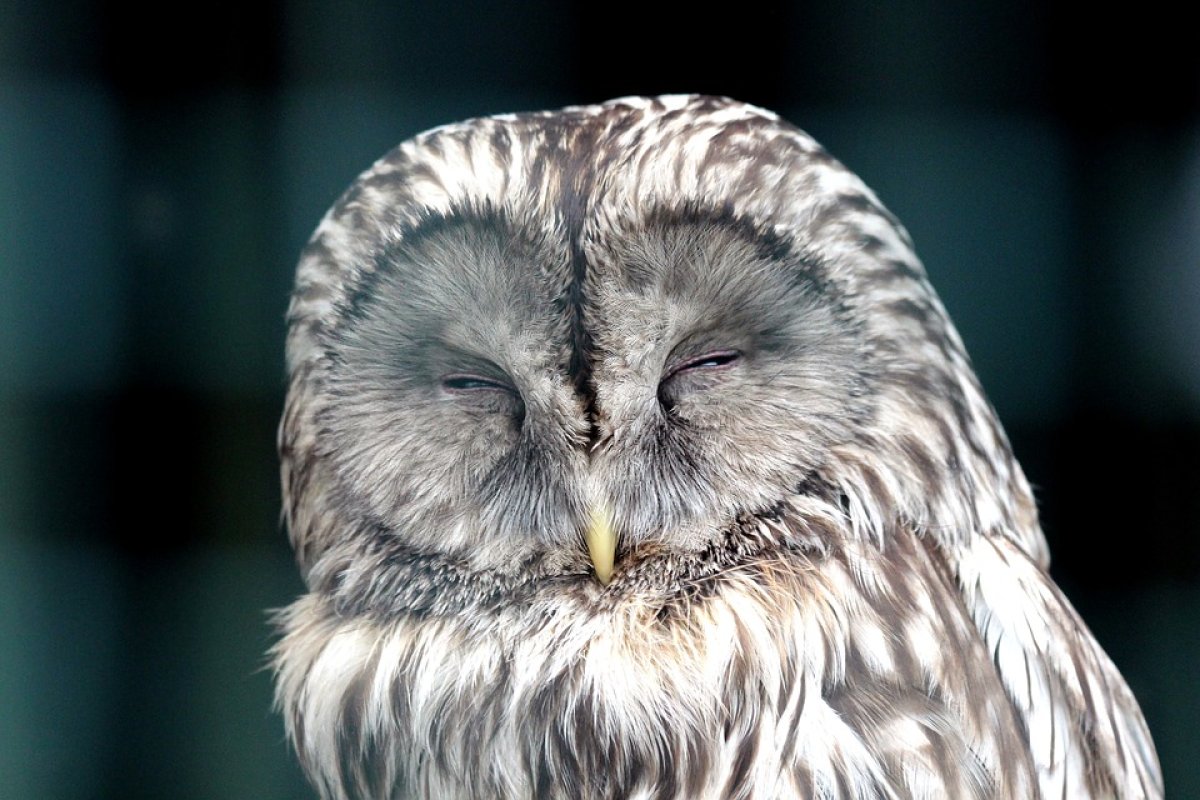 Do Night Owls and Morning Larks Need Different Schedules? | Creyos (formerly Cambridge Brain Sciences) Blog